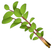 Oregano