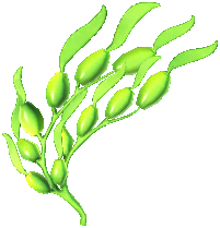 Sea Grapes