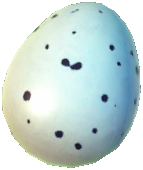 Shovel Bird Egg