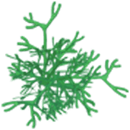 Dreamlight Valley - Dill