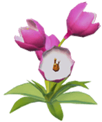 Dreamlight Valley - Pink Crocus