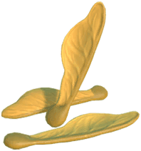 Dreamlight Valley - Copter Seeds